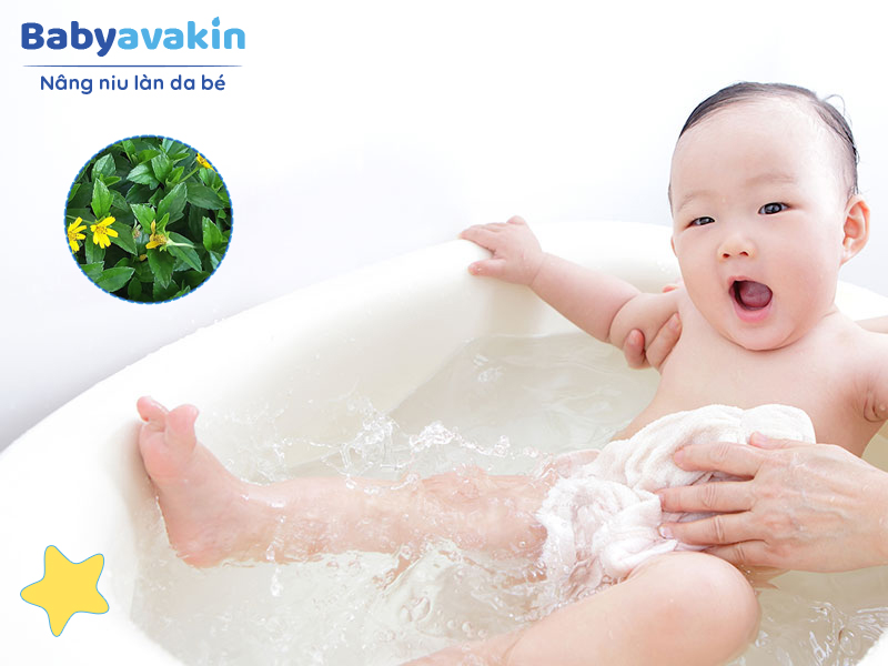 Lá sài đất có tính mát, kháng khuẩn hiệu quả