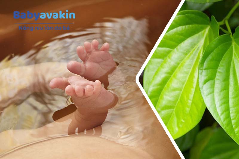 Lá trầu không giúp kháng viêm, giảm ngứa cho bé hiệu quả